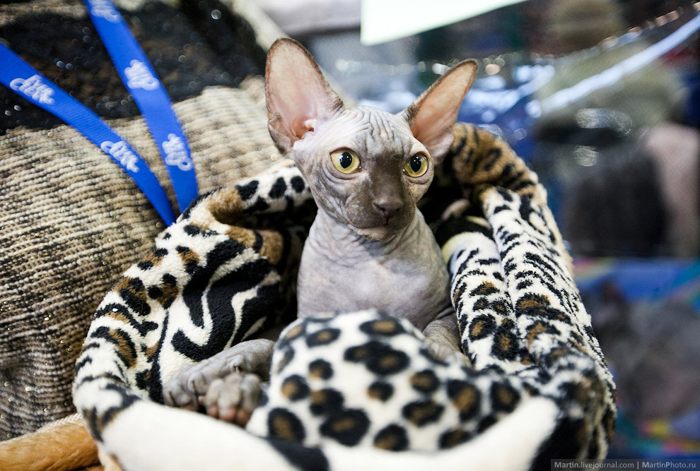 Международная, выставка кошек, Кэтсбург 2014