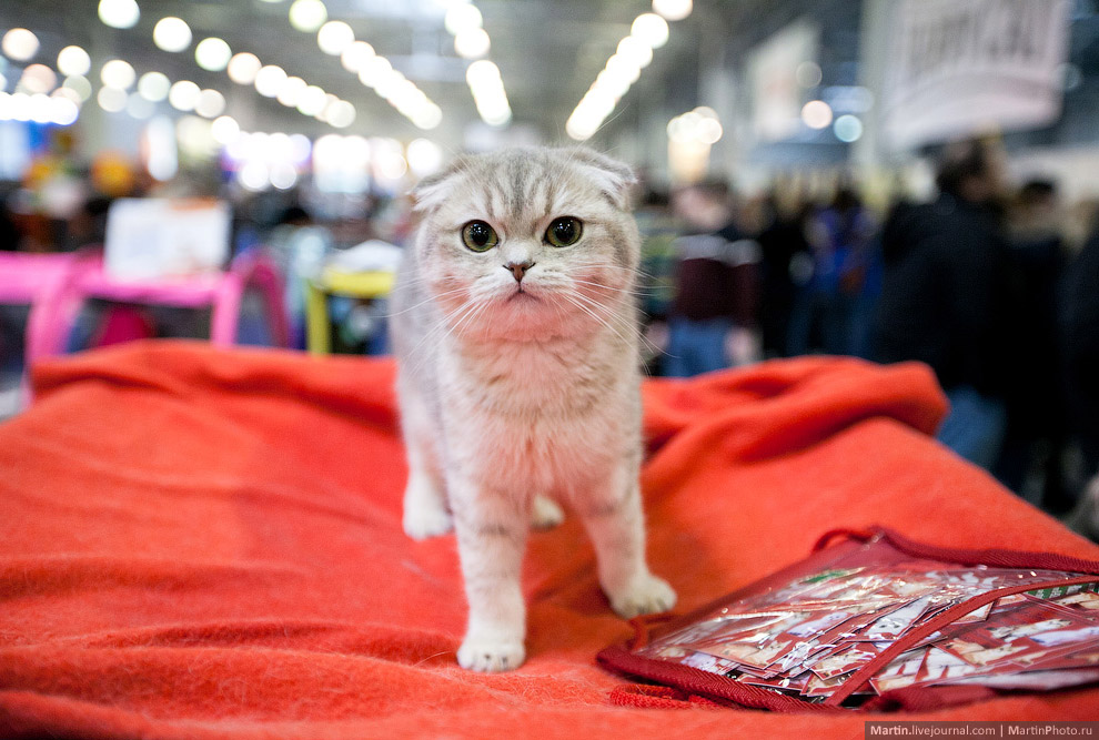 Международная, выставка кошек, Кэтсбург 2014