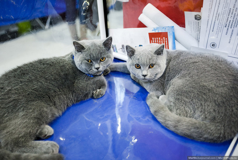 Международная, выставка кошек, Кэтсбург 2014