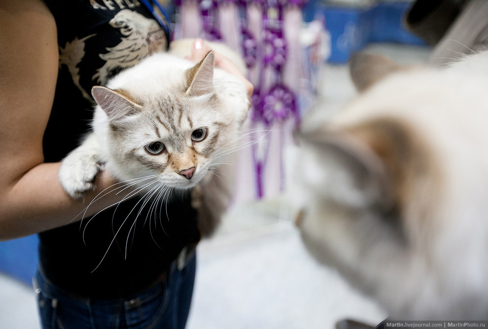 Международная, выставка кошек, Кэтсбург 2014