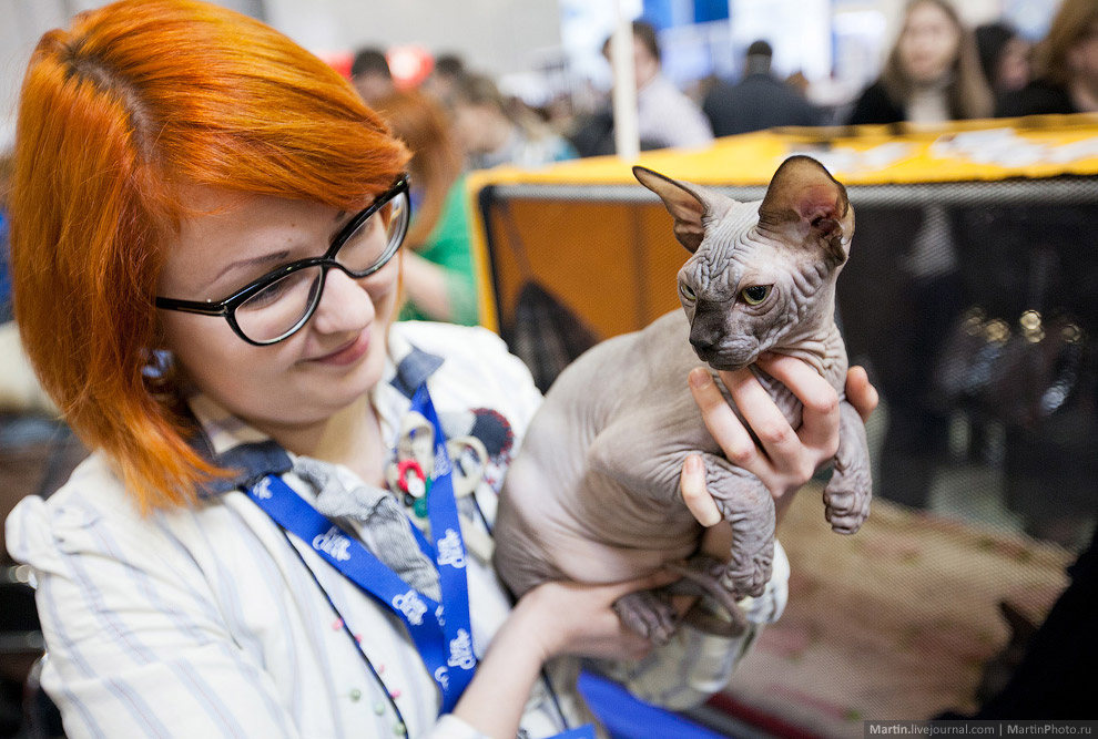 Международная, выставка кошек, Кэтсбург 2014