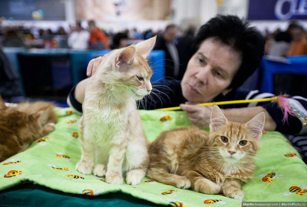 Международная, выставка кошек, Кэтсбург 2014
