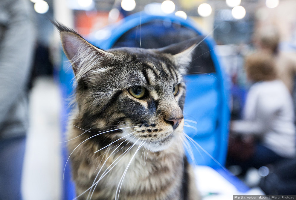 Международная, выставка кошек, Кэтсбург 2014