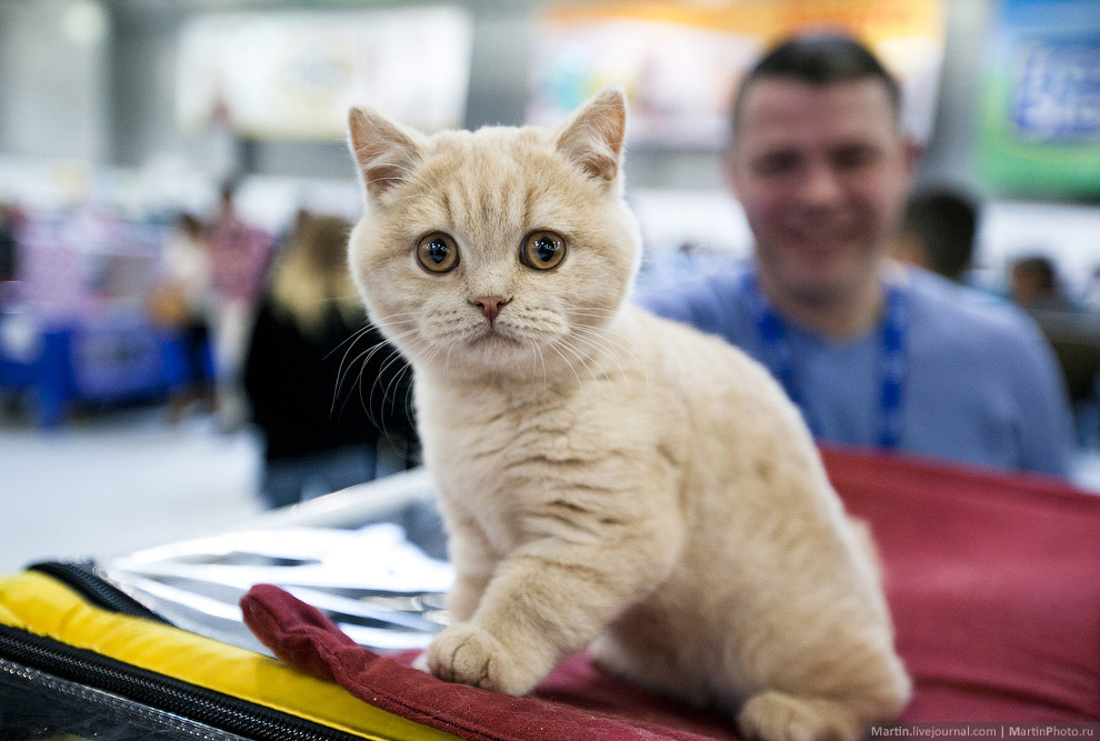 Международная, выставка кошек, Кэтсбург 2014