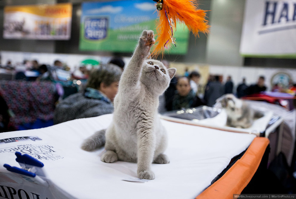 Международная, выставка кошек, Кэтсбург 2014