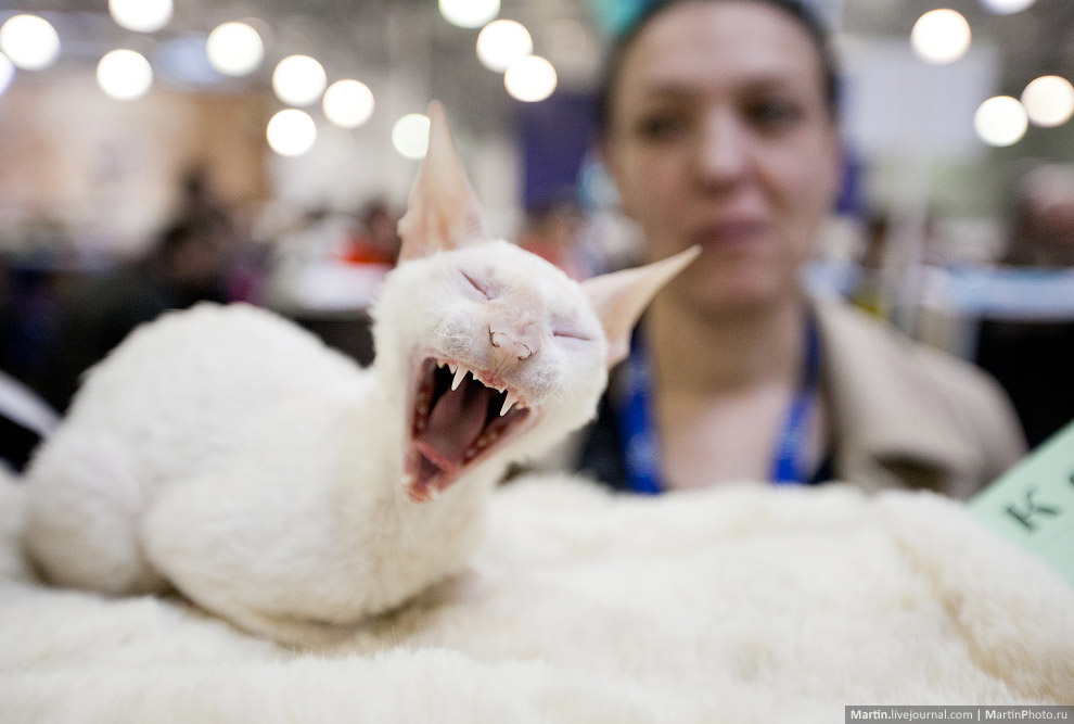 Международная, выставка кошек, Кэтсбург 2014