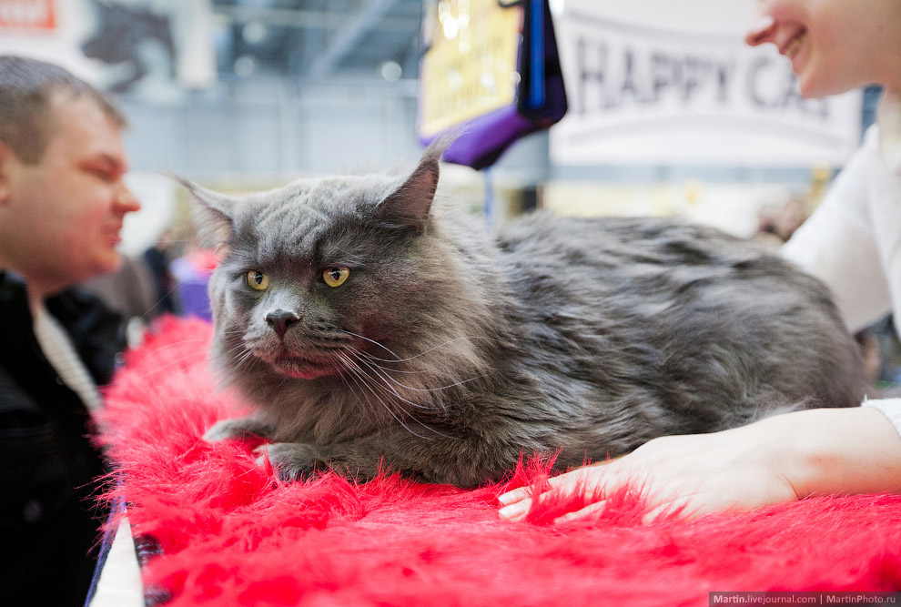 Международная, выставка кошек, Кэтсбург 2014