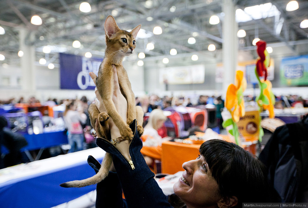Международная, выставка кошек, Кэтсбург 2014