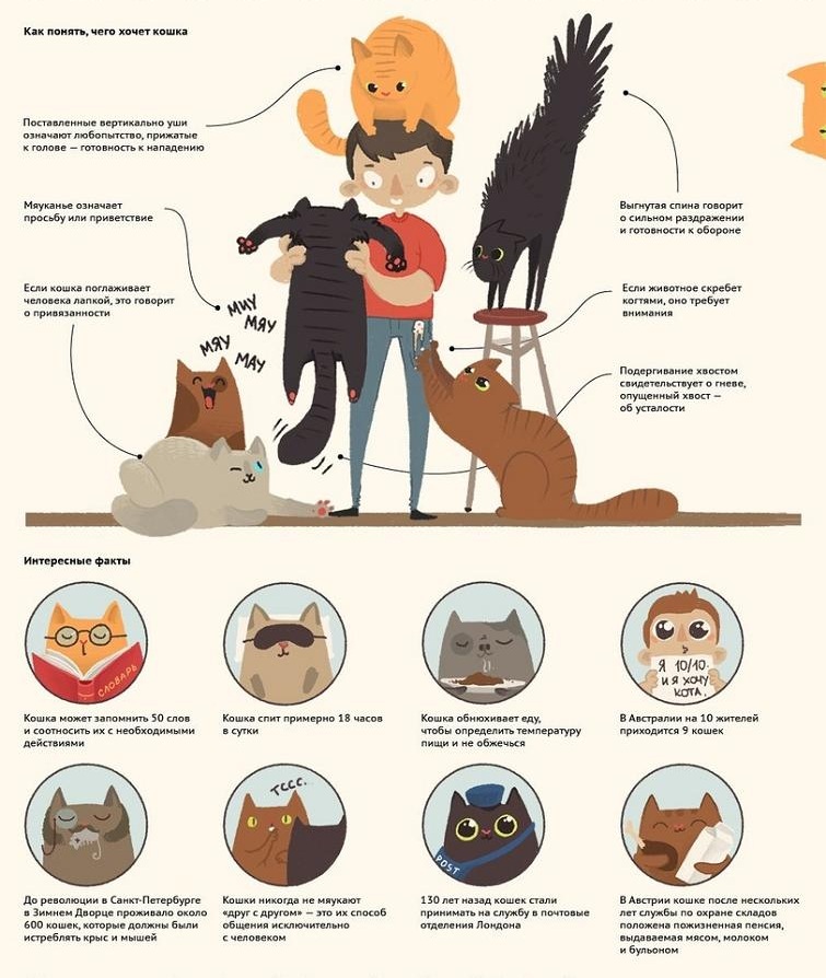 Международная, выставка кошек, Кэтсбург 2014