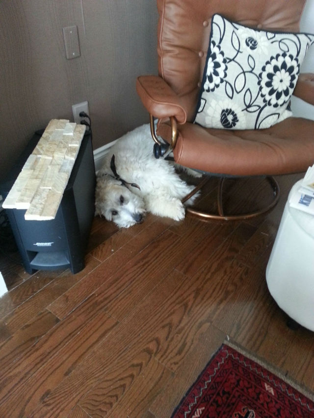 конура у себя дома, домик для собаки, своими руками, будка для собаки дома