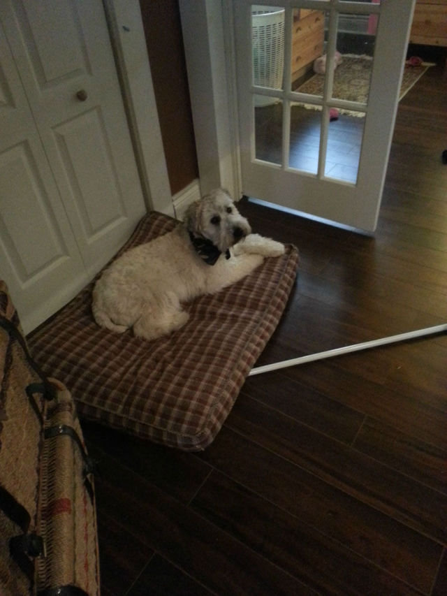 конура у себя дома, домик для собаки, своими руками, будка для собаки дома