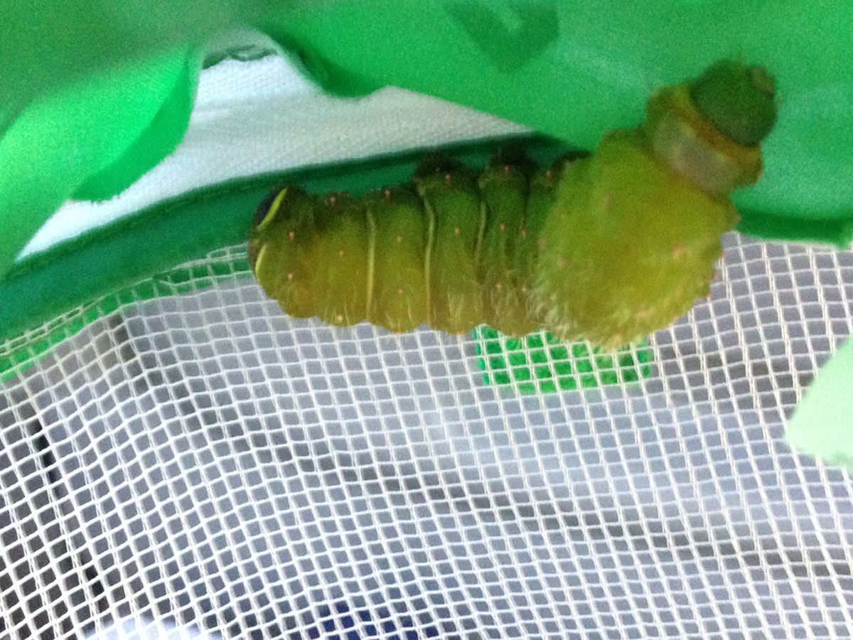 Превращение толстой гусеницы в красивую бабочку из гусеницы в бабочку, вырастила из гусеницы бабочку дома, метаморфозы гусеницы