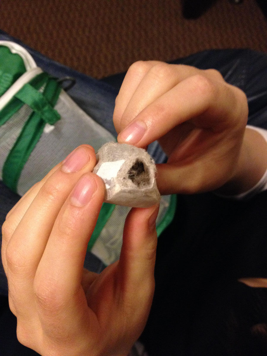 Превращение толстой гусеницы в красивую бабочку из гусеницы в бабочку, вырастила из гусеницы бабочку дома, метаморфозы гусеницы