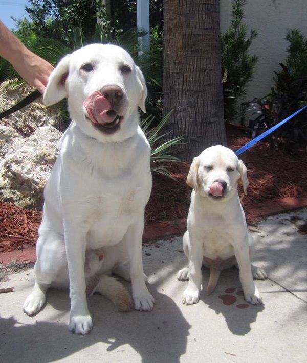 что яблочко от яблони недалеко падает, кровная связь, дети как родители, дети похожие на своих родителей