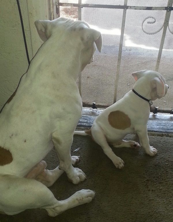 что яблочко от яблони недалеко падает, кровная связь, дети как родители, дети похожие на своих родителей