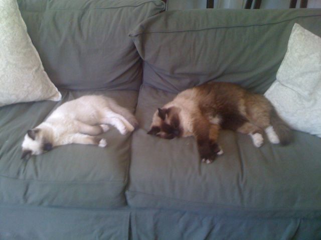 что яблочко от яблони недалеко падает, кровная связь, дети как родители, дети похожие на своих родителей