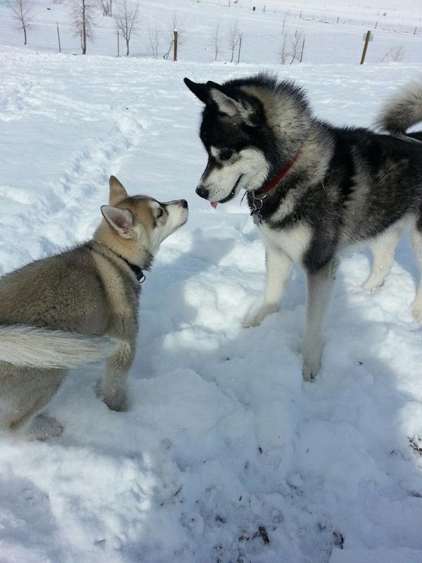 что яблочко от яблони недалеко падает, кровная связь, дети как родители, дети похожие на своих родителей