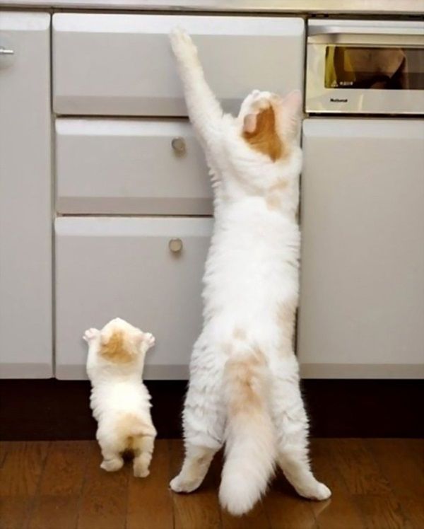 что яблочко от яблони недалеко падает, кровная связь, дети как родители, дети похожие на своих родителей