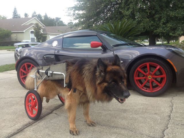 что яблочко от яблони недалеко падает, кровная связь, дети как родители, дети похожие на своих родителей