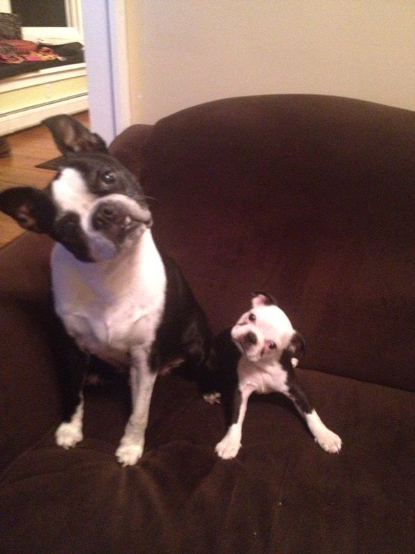 что яблочко от яблони недалеко падает, кровная связь, дети как родители, дети похожие на своих родителей