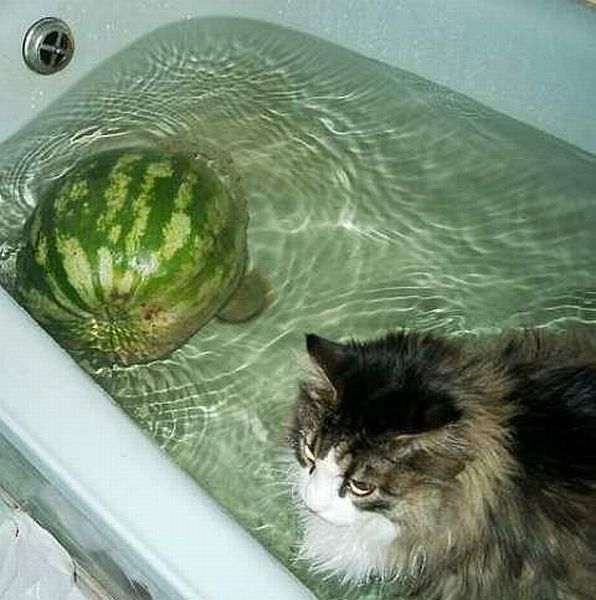 Странные снимки, фотографии не поддающиеся объяснению, странные смешные люди