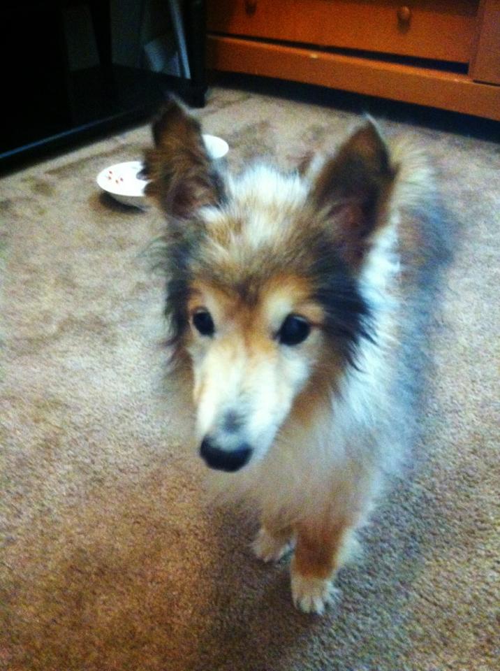 забота о безнадежно больной собаке, Беззубик Рубен Когберн, dog Rooster Cogburn, больной шелти