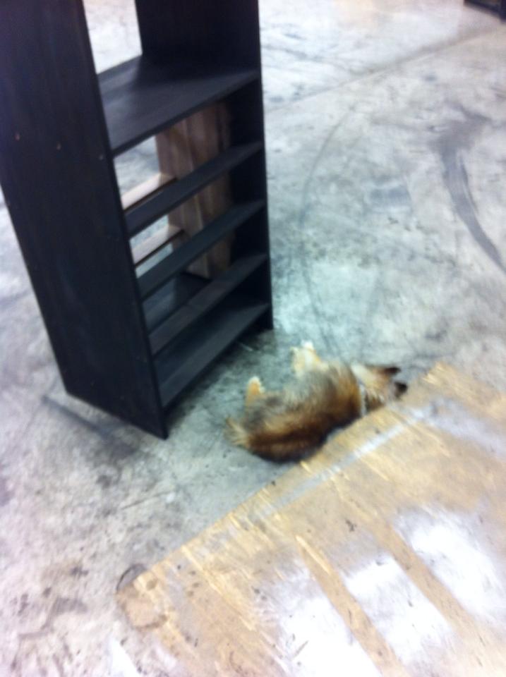 забота о безнадежно больной собаке, Беззубик Рубен Когберн, dog Rooster Cogburn, больной шелти