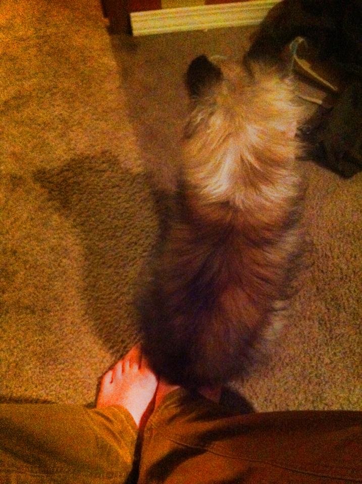 забота о безнадежно больной собаке, Беззубик Рубен Когберн, dog Rooster Cogburn, больной шелти