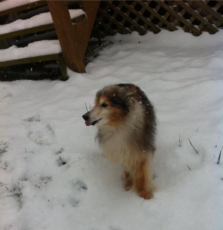 забота о безнадежно больной собаке, Беззубик Рубен Когберн, dog Rooster Cogburn, больной шелти