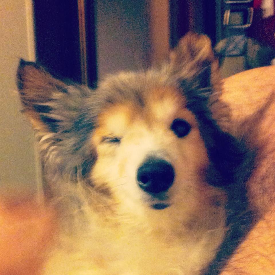 забота о безнадежно больной собаке, Беззубик Рубен Когберн, dog Rooster Cogburn, больной шелти