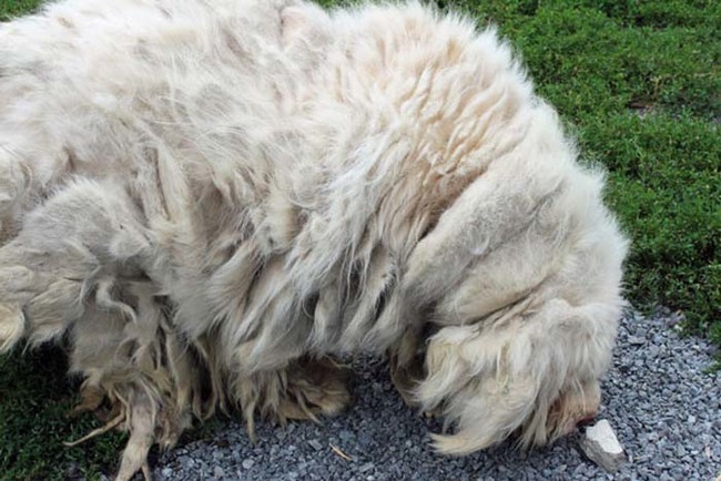 Спасение собаки Лео, состригли грязную шерсть с собаки, грязная шерсть собака