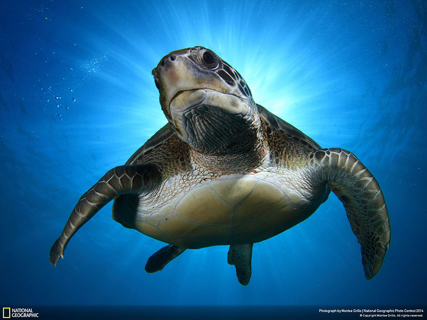 Лучшие работы Traveler Photo Contest 2014