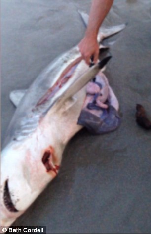 разрезал мертвой беременной акуле живот, детеныши внутри мертвой акулы, нашли на пляже беременную акулу