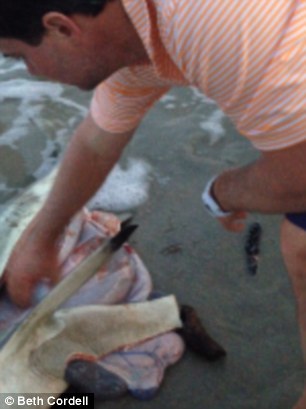 разрезал мертвой беременной акуле живот, детеныши внутри мертвой акулы, нашли на пляже беременную акулу