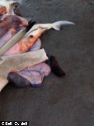 разрезал мертвой беременной акуле живот, детеныши внутри мертвой акулы, нашли на пляже беременную акулу