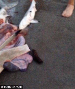 разрезал мертвой беременной акуле живот, детеныши внутри мертвой акулы, нашли на пляже беременную акулу