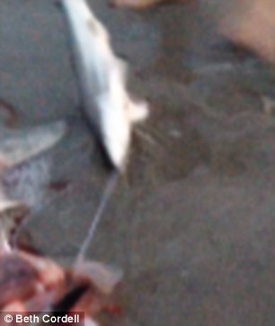 разрезал мертвой беременной акуле живот, детеныши внутри мертвой акулы, нашли на пляже беременную акулу