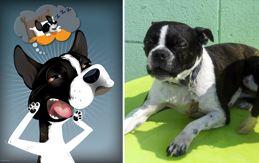 портреты домашних питомцев с учётом их характера, Chris Beetow