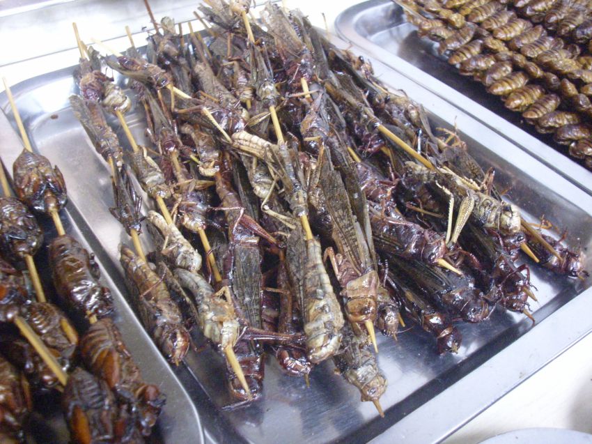 Китай всеядный: жуткие деликатесы Поднебесной