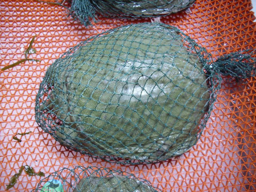 Китай всеядный: жуткие деликатесы Поднебесной