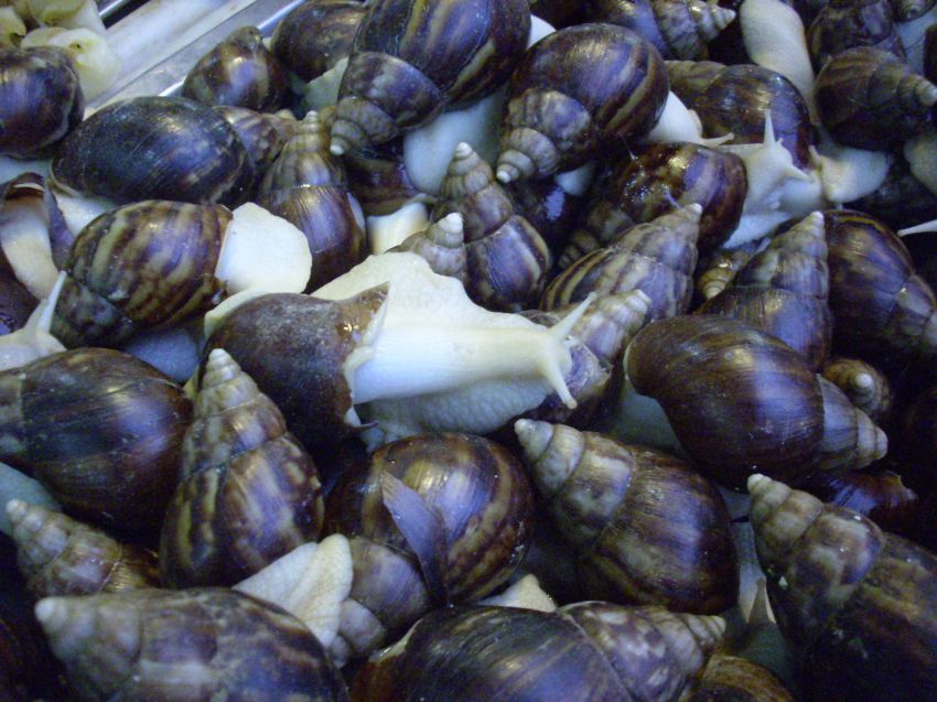 Китай всеядный: жуткие деликатесы Поднебесной