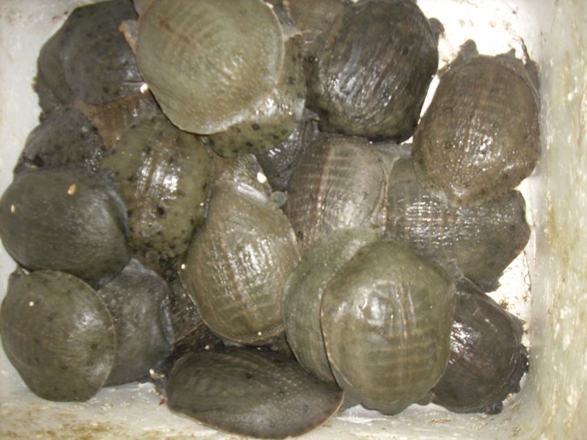 Китай всеядный: жуткие деликатесы Поднебесной