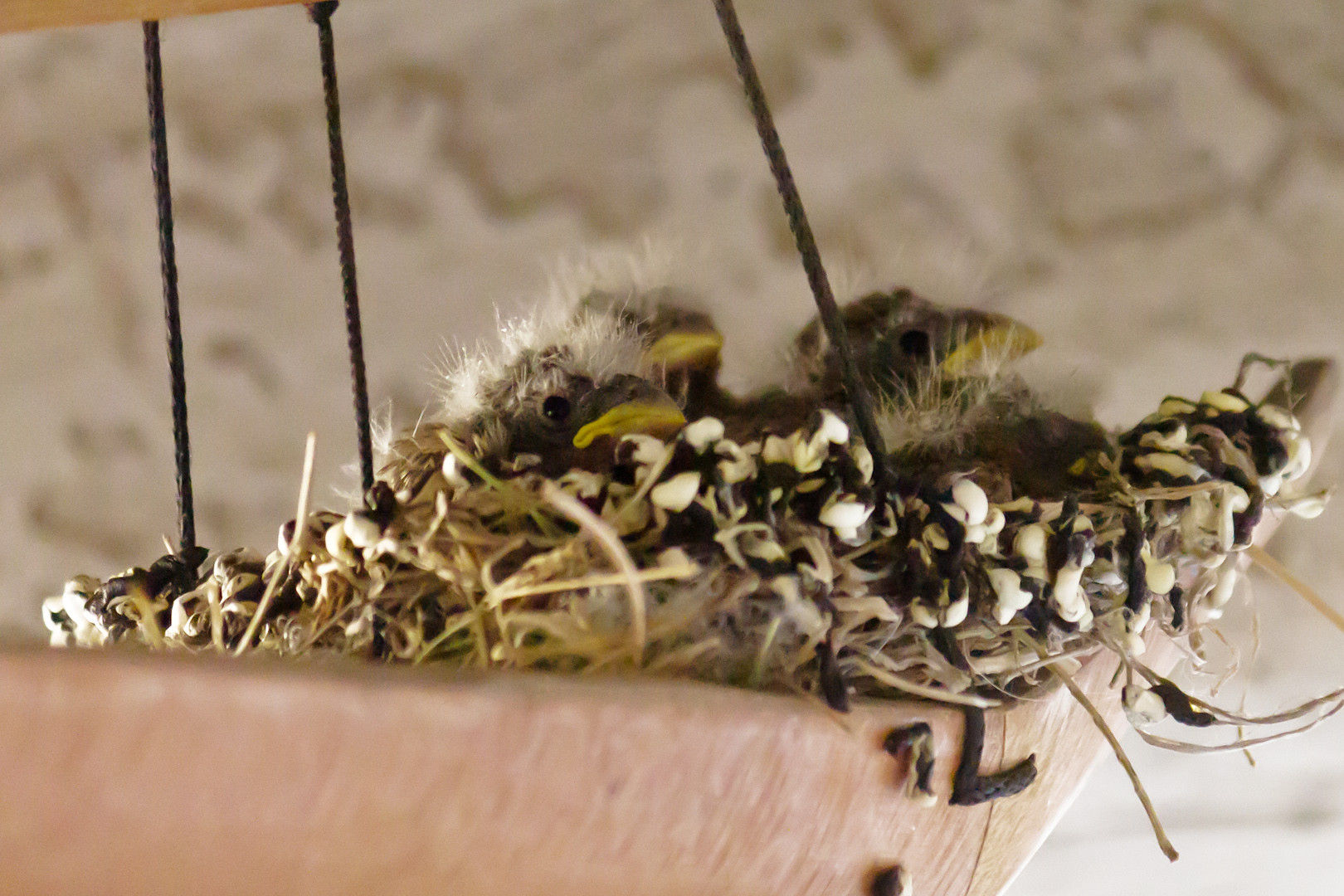 пернатые пираты,  свили гнездо в корабле колокольчик, гнездо на борту фурин