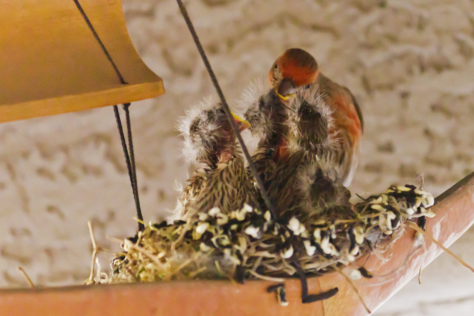 пернатые пираты,  свили гнездо в корабле колокольчик, гнездо на борту фурин