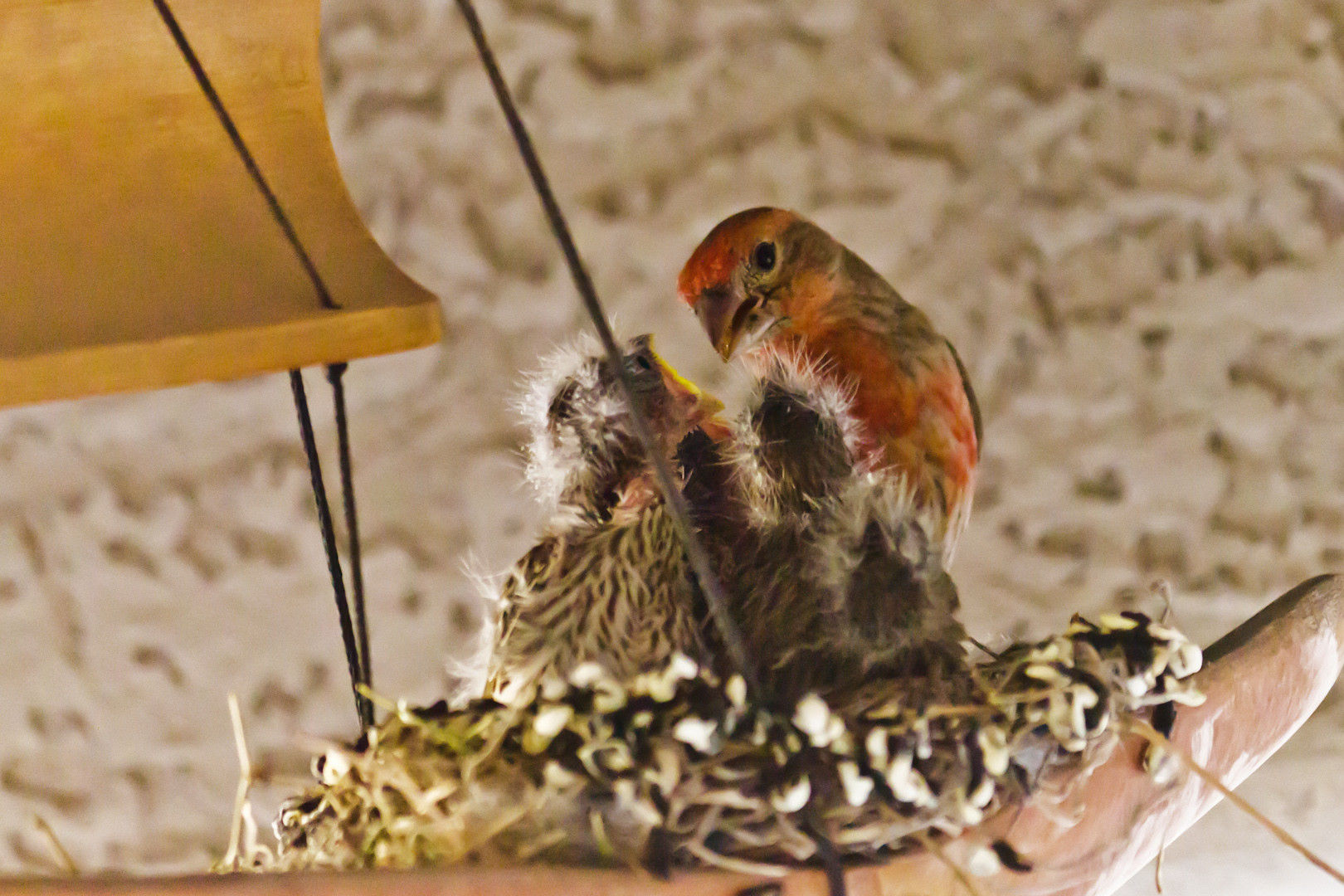 пернатые пираты,  свили гнездо в корабле колокольчик, гнездо на борту фурин