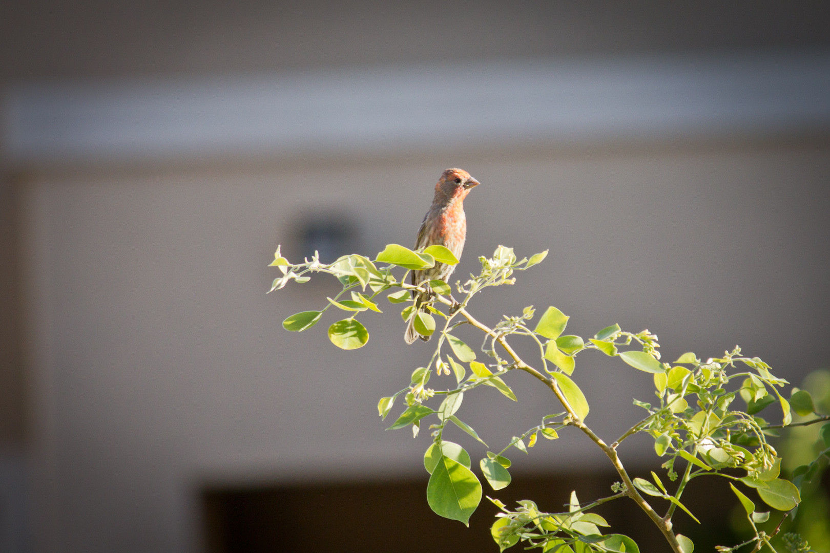 пернатые пираты,  свили гнездо в корабле колокольчик, гнездо на борту фурин