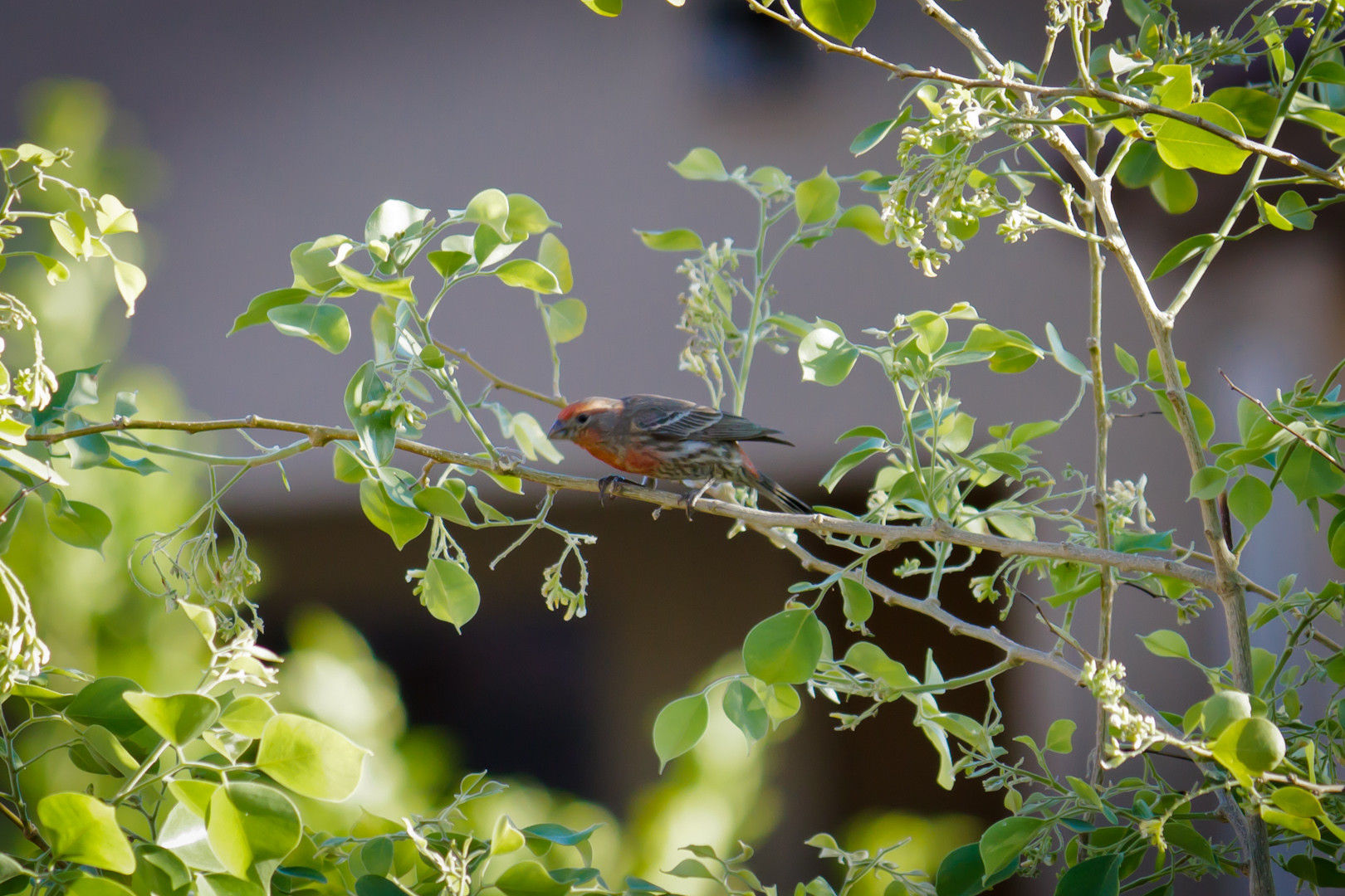 пернатые пираты,  свили гнездо в корабле колокольчик, гнездо на борту фурин