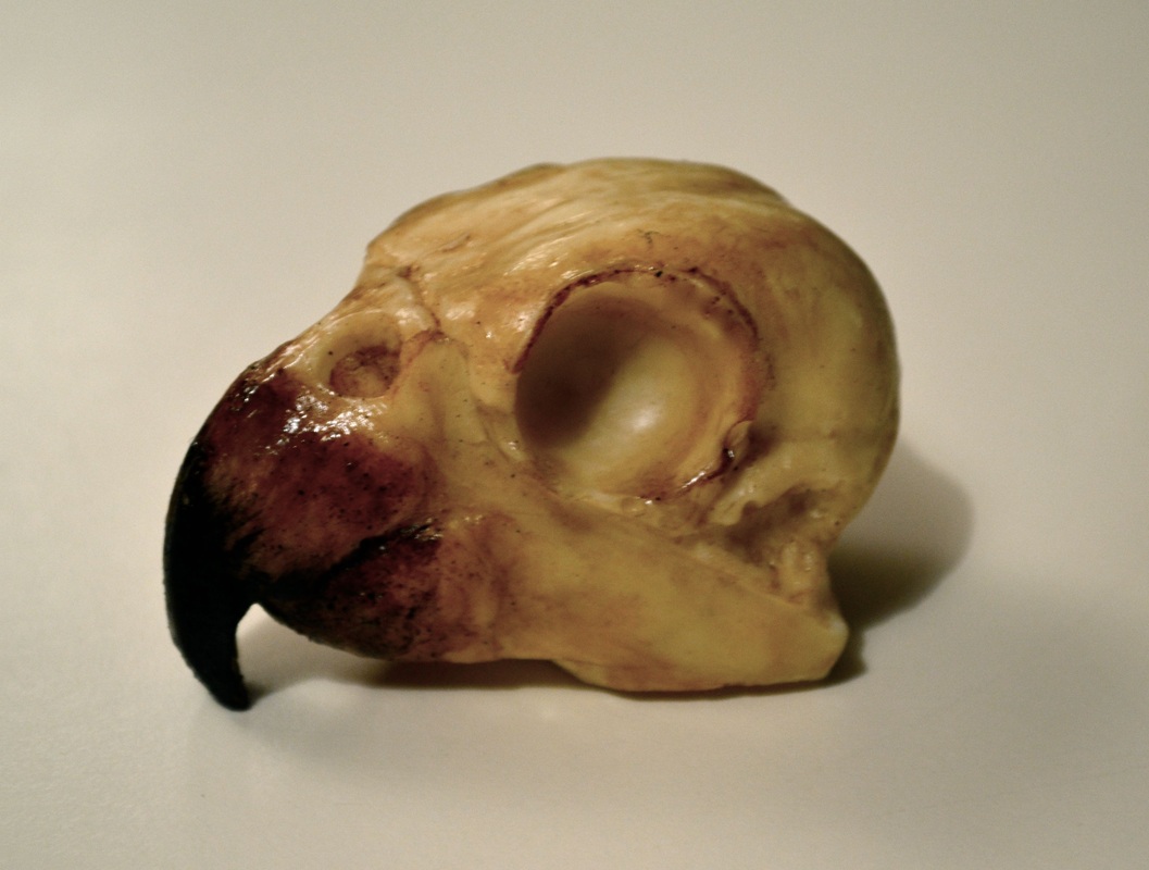 Аннабель де Веттен Annabel de Vetten, Аннабель Лектер Annabel Lecter, ужасающие торты, страшные торты