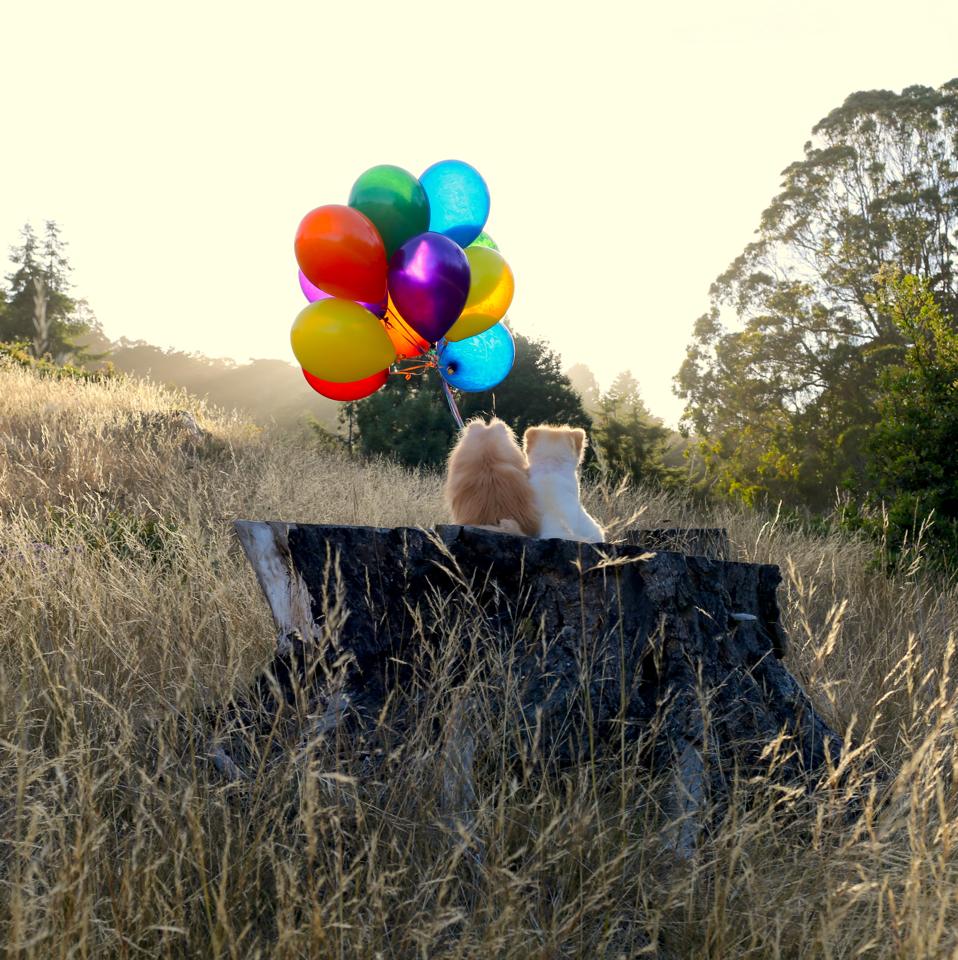 Бу и Бадди, Boo Buddy, милые собаки, померанский шпиц