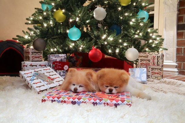 Бу и Бадди, Boo Buddy, милые собаки, померанский шпиц